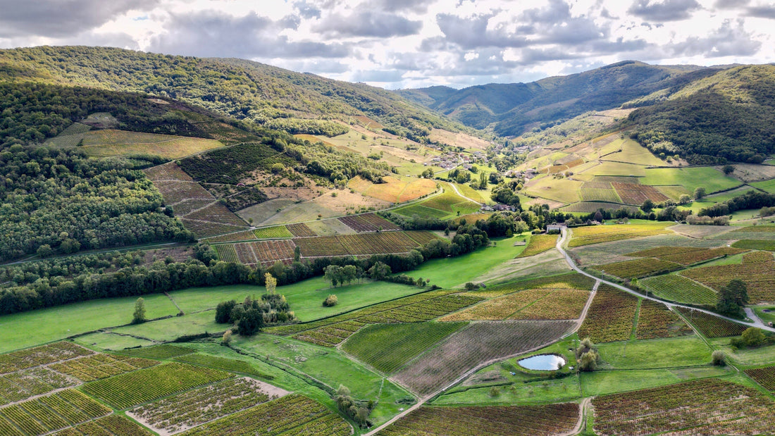 Chardonnay ir Pinot Noir – Burgundijos vyno pasididžiavimas