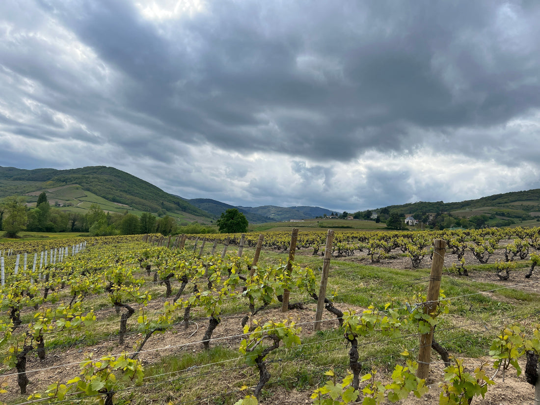 Crémant de Bourgogne – prancūziškas burbulų šedevras už prieinamą kainą