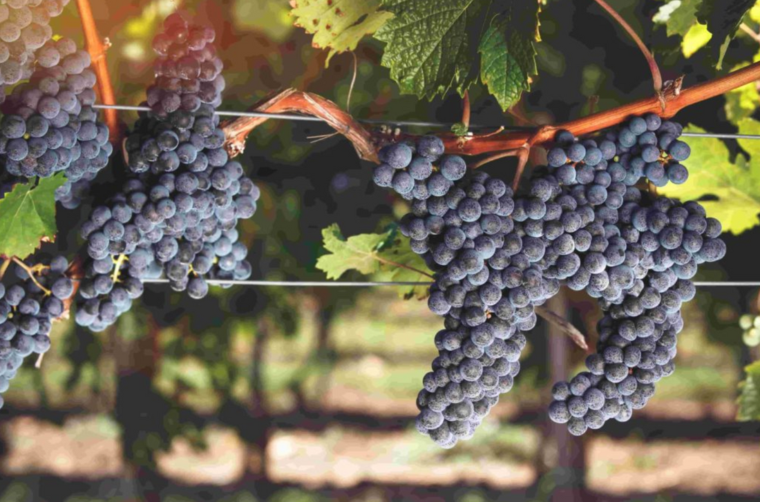 Gamay – prancūziškas lengvumo ir vaisiškumo įsikūnijimas